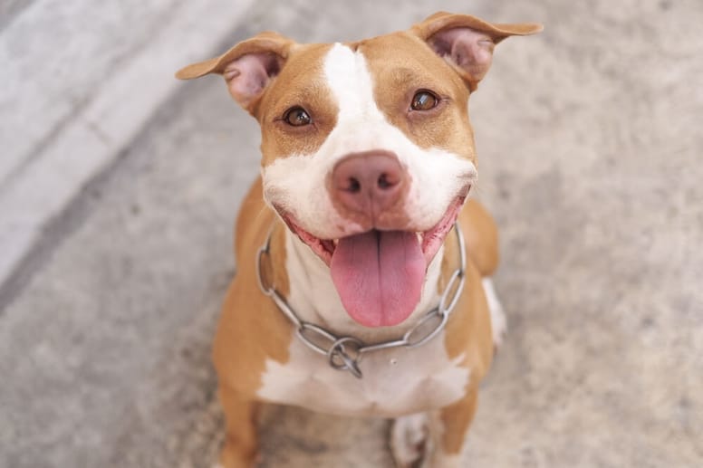 Nomi per Pitbull maschi e femmine, ecco i più adatti!